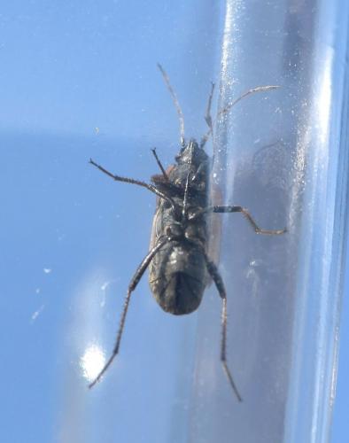Réf. 216 988 : Xanthochilus saturnius